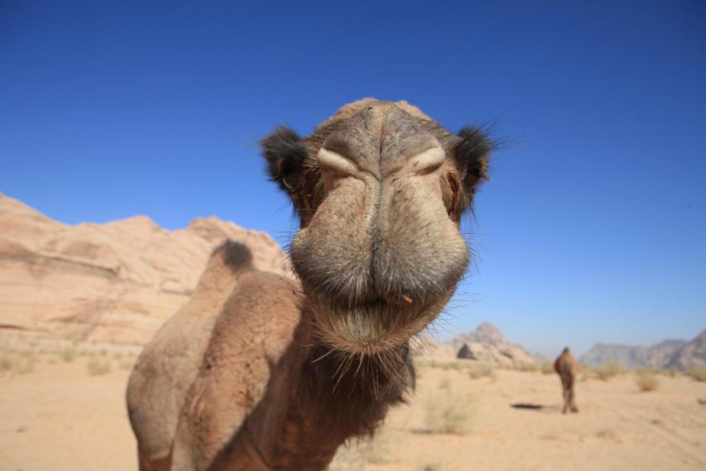 Bedouin Expedition Вади-Рам Экстерьер фото