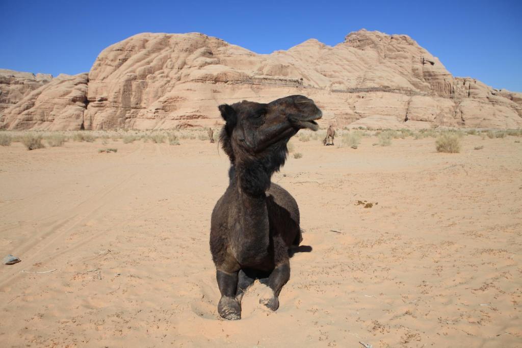 Bedouin Expedition Вади-Рам Экстерьер фото